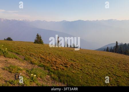 Lone subalpine firs on a sloping meadow with the snow-capped Olympic Mountains fading into soft evening haze, Hurricane Ridge, Olympic National Park, Stock Photo