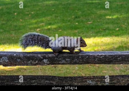 Eastern gray squirrel Sciurus carolinensis crouching on rustic fence rail in profile in Central Park Burnaby Canada Stock Photo