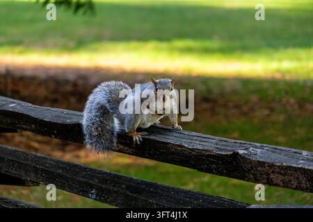 Eastern gray squirrel Sciurus carolinensis sitting on wooden fence resting paw on chest in Central Park Burnaby Canada Stock Photo
