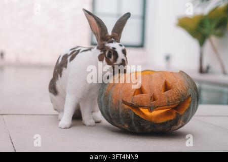 A close-up shot of a rabbit sitting next to an orange carved Halloween pumpkin Stock Photo