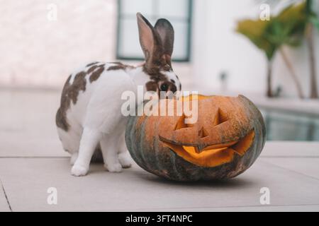 A close-up shot of a rabbit sitting next to an orange carved Halloween pumpkin Stock Photo