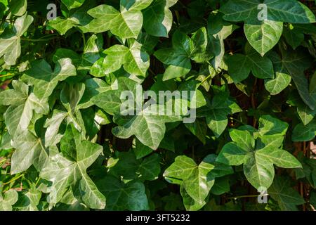 Dense ivy foliage with glossy green leaves forming real natural textured surface and overlapping shapes creating lush botanical pattern in soft Stock Photo