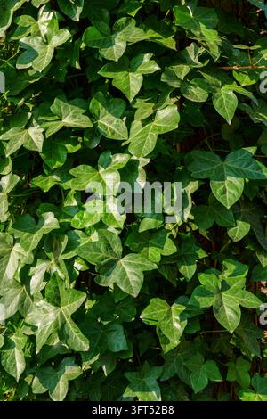 Dense ivy foliage with glossy green leaves forming real natural textured surface and overlapping shapes creating lush botanical pattern in soft Stock Photo