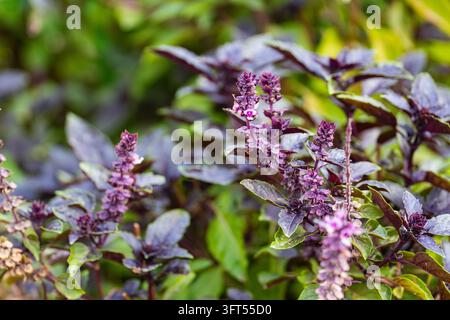 Close-up of blooming purple basil plant with delicate flowers and dark leaves growing in a natural garden, ideal for culinary, herb, and organic conce Stock Photo