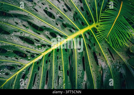 Monstera leaf texture with yellow vein and raindrops Stock Photo