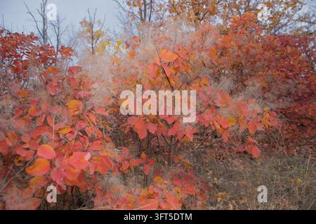 Red Autumn Foliage and Wispy Plumes on Dense Shrub Branches Stock Photo