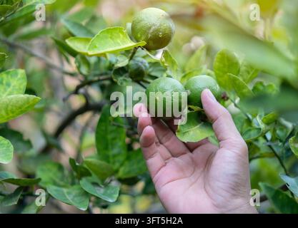 Green limes on a tree, Lime is fresh fruit with leaf background in the organic vegetable farm with hand is harvesting fruit. Stock Photo