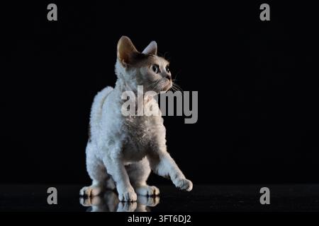 Calico Devon Rex cat sitting on a reflective surface isolated on black background Stock Photo