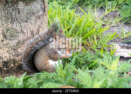 An Eastern Gray Squirrel (Sciurus carolinensis) sitting and eating an almond nut Stock Photo