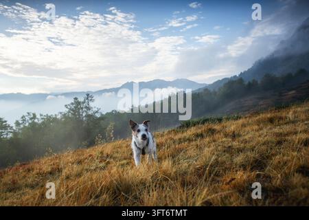 Jack Russell Terrier sitting attentively in high autumn grass with cloudy blue sky background. High quality photo Stock Photo