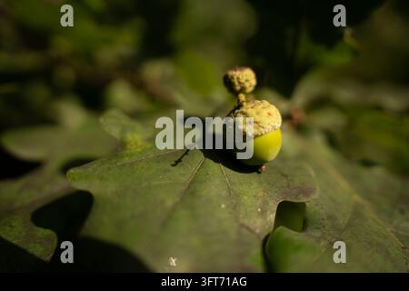 macro close-up of a single green acorn with textured cupule resting on an oak leaf, warm dappled sunlight and shallow depth of field with soft bokeh, Stock Photo