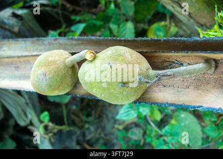 Two green fig fruits with stems resting on textured brown dried palm leaf surface. Rustic composition highlighting natural plant elements outdoors. Stock Photo