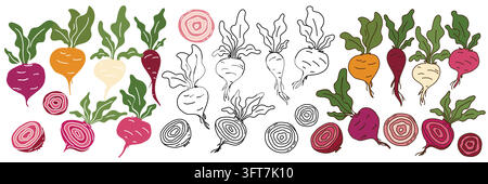 Hand Drawn Beetroot Illustration Set in Three Different Styles Stock Vector