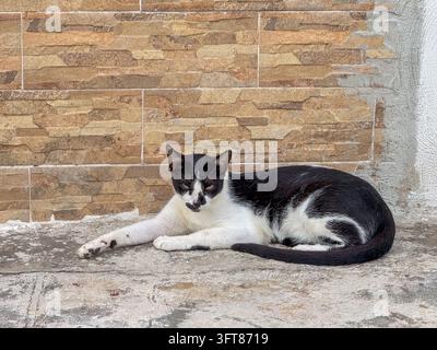 Black and White Street Tuxedo Cat Lying Down and Resting Against a Stone Wall Stock Photo