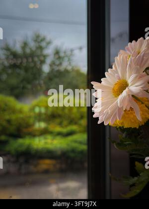 A close-up, eye-level indoor photograph capturing a bouquet of fresh chrysanthemum flowers placed near a window. In the foreground on the right, large Stock Photo