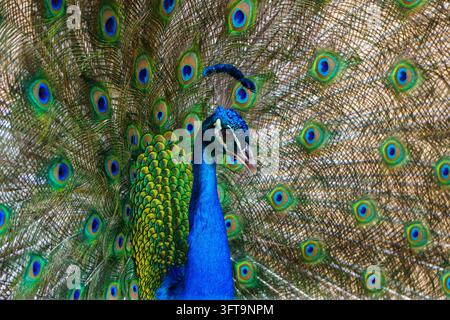 Peacock displaying its colorful plumage in an outdoor environment. Stock Photo