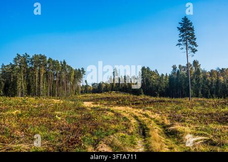 A bicycle ride in the forest on September 30, 2026. Vitebsk Region. Belarus. Stock Photo