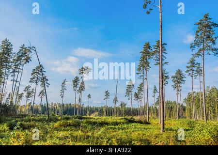 A bicycle ride in the forest on September 30, 2026. Vitebsk Region. Belarus. Stock Photo