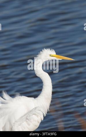 Great Egret, Ardea alba, fluffing feathers Stock Photo