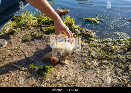 Close-up of a fisherman touching a freshly caught common carp (Cyprinus carpio) lying on a muddy lakeshore near the water. Large freshwater fish with Stock Photo