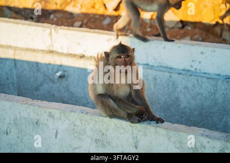 Long-tailed macaque sitting on white wall with another monkey above against golden rocks, Con Dao, Vietnam Stock Photo