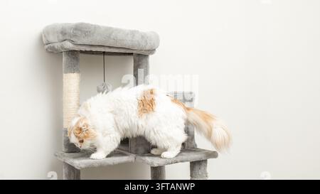 Fluffy white cat with orange patches investigates a multi-level cat tree featuring scratching posts and a hanging toy in a bright room Stock Photo
