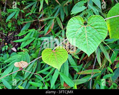 Heart-shaped green leaves of a wild ampelocissus vine grow along a branch, displaying distinct red veins against a lush foliage background. Stock Photo
