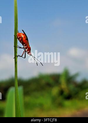 A bright red cotton stainer bug climbs a green grass blade vertically against a soft bokeh landscape and clear blue sky background Stock Photo