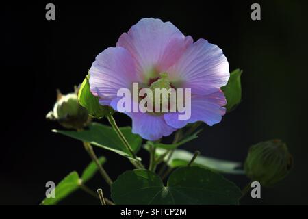 Hibiscus flowers bloom along the ancient Yellow River in Huai'an, east ...