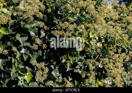 Sunlit common ivy with many flower umbels and glossy leaves near Salzburg, Austria (Hedera helix). Stock Photo