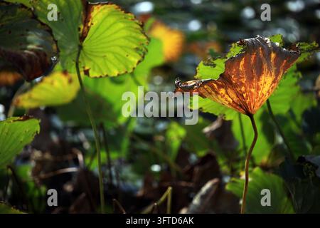 Lotus leaves in varied shapes and vibrant colors create a unique autumn ...