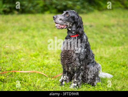 English Cocker Spaniel sitting on a grassy lawn, wearing a red collar and looking attentively to the side. A charming outdoor dog portrait. Stock Photo