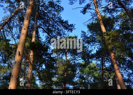 Tall Pine Trees Reaching Towards Clear Blue Sky in Forest, low angle view Stock Photo