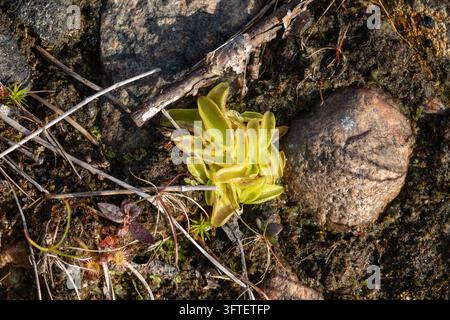 Common butterwort Pinguicula vulgaris carnivorous plant rosette on rocky lake shore, Kolvitsa Lake, Kola Peninsula, Russia Stock Photo
