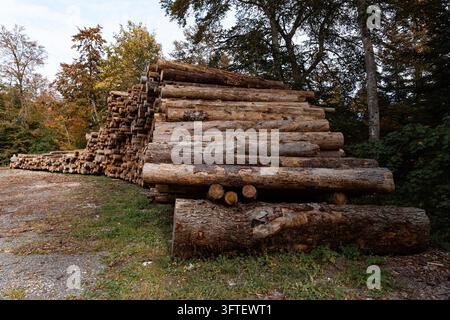 Large stacks of freshly cut logs piled beside a gravel forest track, with autumn-coloured trees in the background. Piled trunks show pale cut ends Stock Photo