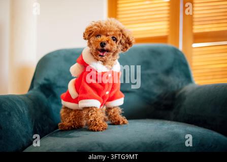 Curly haired small dog in a red Santa outfit sits centered on a dark teal sofa, with wooden blinds and warm indoor light behind it. Pet Humanization. Stock Photo