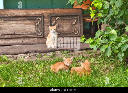 Cute ginger cat mother and two little red kittens resting outdoors on green grass in rustic garden Stock Photo