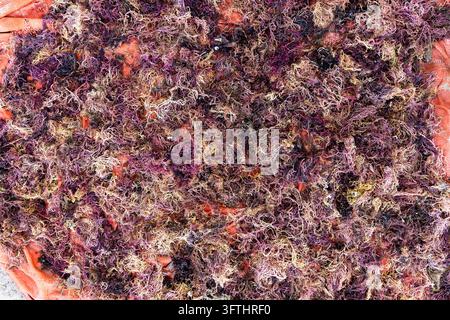 Close-up of tangled purple and golden dried seaweed on an orange tarp drying in Zanzibar creating a rich abstract texture, Jambiani, Tanzania Stock Photo