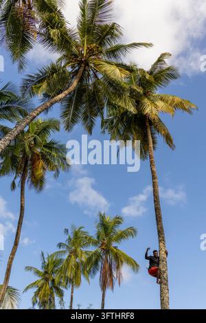 Young man climbing a tall coconut palm trunk and waving toward the camera in a low angle view against a blue sky in Zanzibar, Jambiani, Tanzania Stock Photo