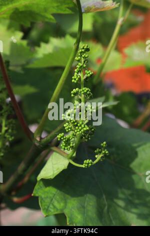 A close-up view of tender green grape flower buds growing on a grapevine. The dense small buds form clusters on the green inflorescence stalk, surroun Stock Photo