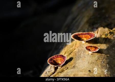 A bracket fungus growing on sunlit fallen tree bark beside deep forest shadow Stock Photo