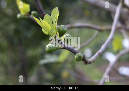 Fig tree branch with young green leaves and small unripe figs in spring, close-up with blurred background. Suitable for gardening blogs, agriculture a Stock Photo