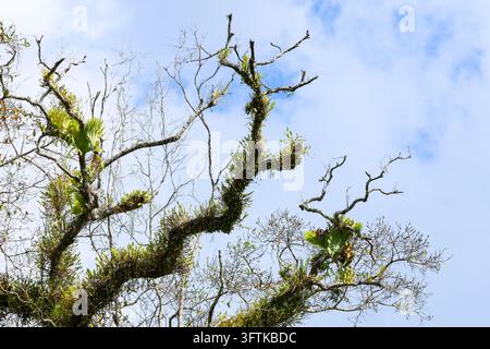 A tropical tree branch with epiphyte against blue sky and surrounding ...