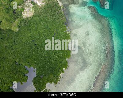 Green mangrove forest meets the blue sea in a scenic tropical landscape ...