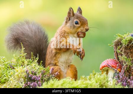 Red squirrel, scientific name: Sciurus vulgaris, sitting upright with a hazelnut in her mouth in a natural woodland setting in the Scottish Highlands. Stock Photo