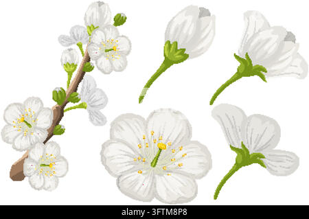 Vector illustration set of white cherry blossom flowers, buds, and blooming branch isolated on white. Stock Vector