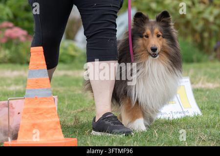 Fluffy Shetland Sheepdog at obedience training class Stock Photo