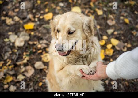 Happy golden retriever dog on a leash in an autumn park Stock Photo