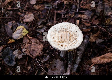 Single mushroom grows in damp forest floor. Brown cap dotted with tiny specks stands out. Leaves and twigs surround it in autumn decay. Nature's quiet Stock Photo