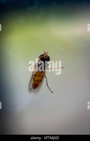 Close-up of a hoverfly with large dark compound eyes, orange abdomen and translucent wings resting on glass against a blurred background Stock Photo